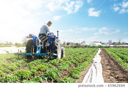 A farmer drives a tractor across the potato plantation field. Improving quality of ground to allow water and nitrogen air to pass through to roots. Crop care. Farming agricultural industry A farmer drives a tractor across the potato plantation field. Improving quality of ground to allow water and nitrogen air to pass through to roots. Crop care. Farming agricultural industry 65962694