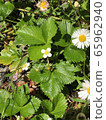 野草莓 65962940