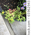 花 65962943