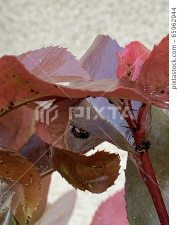 Insects on the tree 65962944