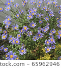 藍色雛菊 65962946
