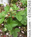 野草莓 65962968