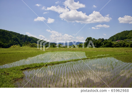Early summer paddy fields Early summer paddy fields 65962988