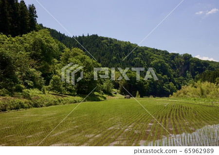 Early summer paddy fields Early summer paddy fields 65962989