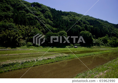 初夏稻田 初夏稻田 65962990