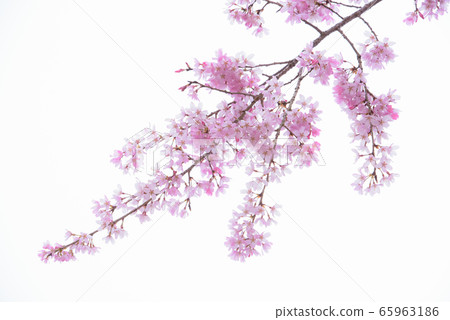 櫻花白色背景 65963186
