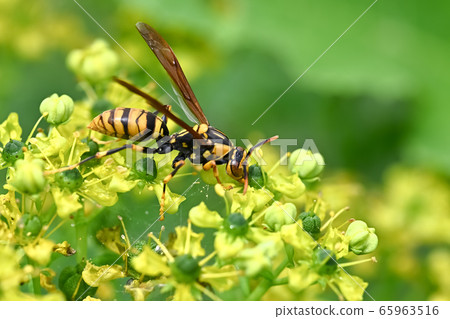 Asianigakubi 65963516