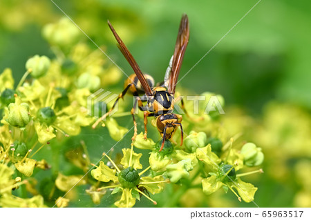 Asianigakubi 65963517