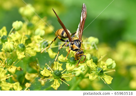 Asianigakubi 65963518