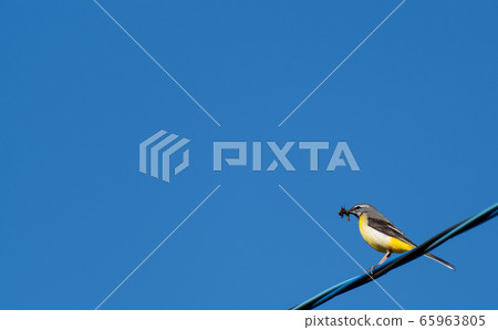 在繁殖季節攜帶食物的鳥 65963805