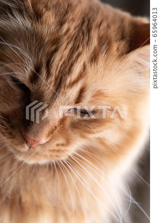 Sleepy cat tea tabby cat 65964013