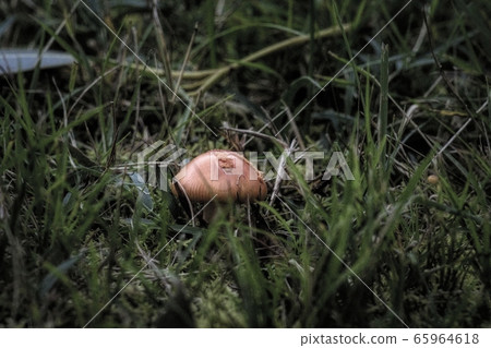 Mushrooms in the forest Mushrooms in the forest 65964618