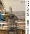 Hamster 65964777