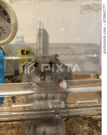 Hamster 65964777