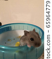 Hamster 65964779