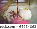 Frog and autumn leaves 65964862