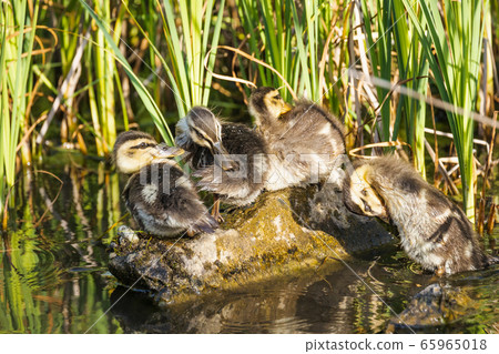 Kalga resting together on a small rock 65965018