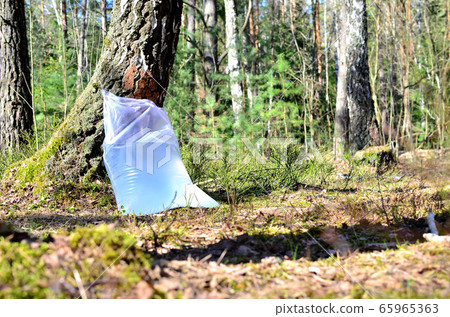 Farm for produced from birch in the forest. Farm for produced from birch in the forest. 65965363