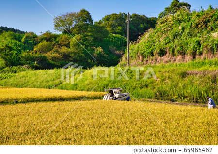 Harvesting rice 65965462