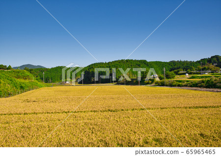 Harvesting rice Harvesting rice 65965465