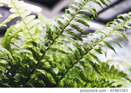 Tiger fern plant decoration in home 65965563