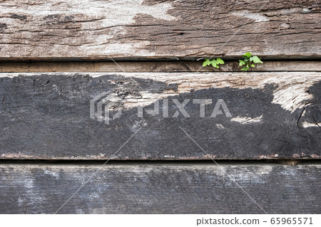 Small tree on wood background Small tree on wood background 65965571
