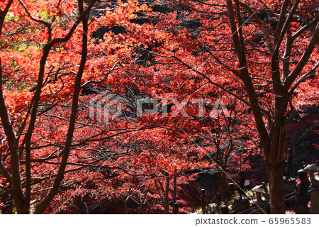 Oyama Temple Autumn leaves Oyama Temple Autumn leaves 65965583