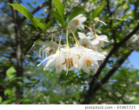 Flower of echinacea blooming downward Flower of echinacea blooming downward 65965725