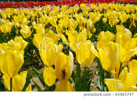 茨城縣稻敷市鬱金香和田公園 65965747