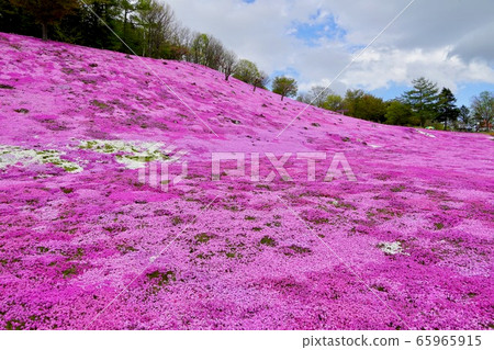 恩加魯公園的盛開的櫻花櫻花 恩加魯公園的盛開的櫻花櫻花 65965915