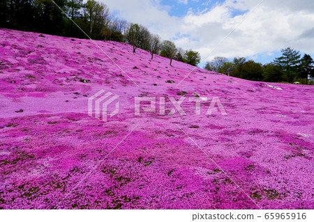Full-bloomed lawn sakura in Engaru Park 65965916