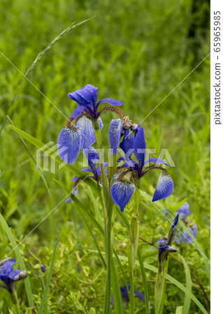 Iris 65965985