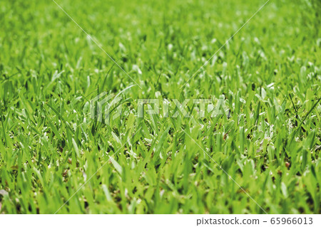 Green grass texture background 65966013