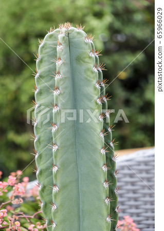 Cactus in flower pot Cactus in flower pot 65966029