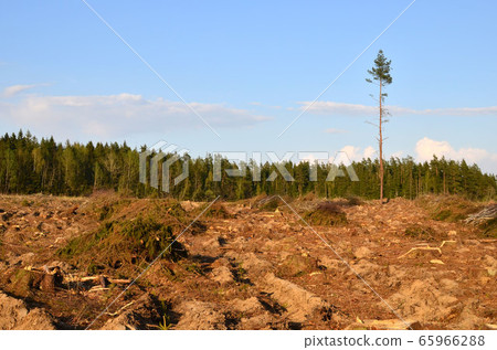 Cut trees in the forest. Deforestation and Illegal Logging, international trade in illegal timber Cut trees in the forest. Deforestation and Illegal Logging, international trade in illegal timber 65966288