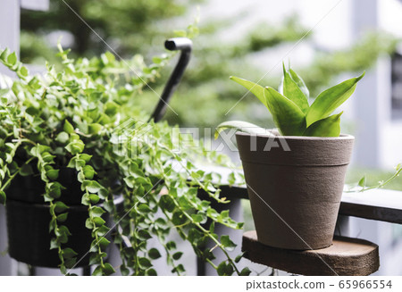 Sansevieria trifasciata or Snake plant and Million Sansevieria trifasciata or Snake plant and Million 65966554