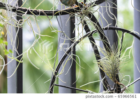 Tillandsia in the small garden at balcony 65966561