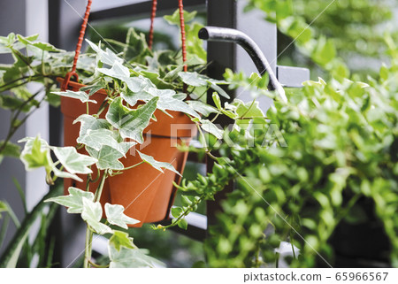 English ivy or Hedera helix in flower pot in small 65966567