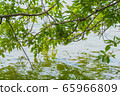 Tree reflecting on the water surface 65966809