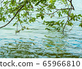 Tree reflecting on the water surface 65966810