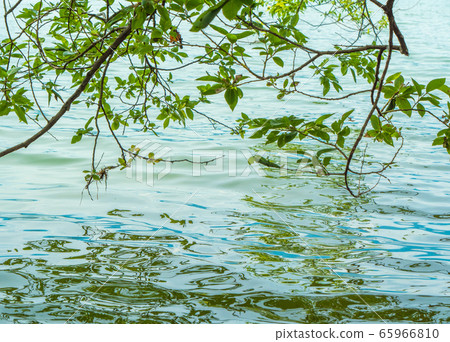 Tree reflecting on the water surface Tree reflecting on the water surface 65966810