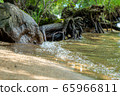 Tree roots and waterside 65966811