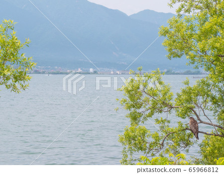 Hawk overlooking Lake Biwa Hawk overlooking Lake Biwa 65966812