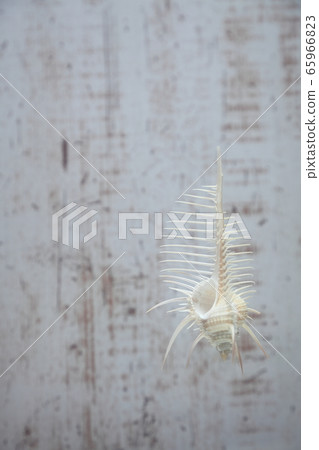 Seashell 202005305dm21 65966823