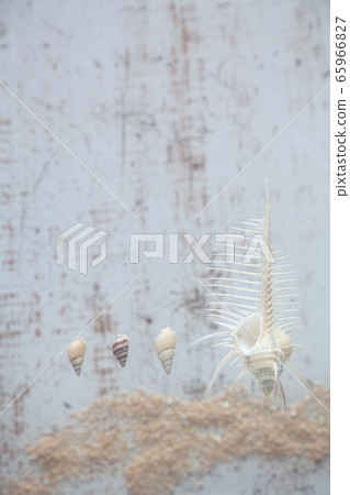 Seashell 202005305dm25 65966827