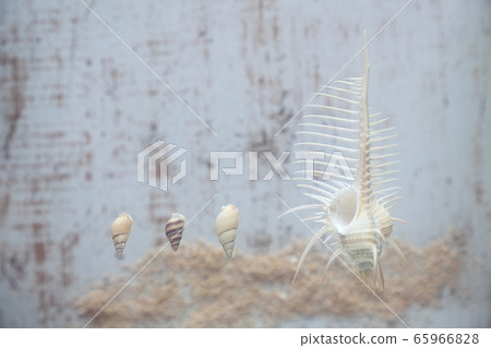 Seashell 202005305dm26 Seashell 202005305dm26 65966828