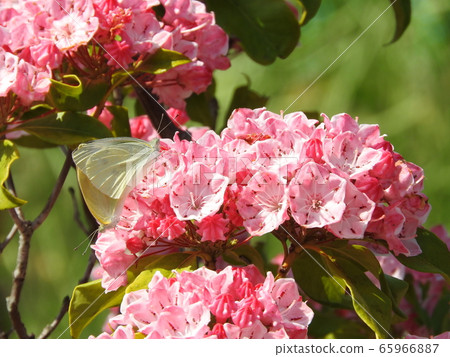 盛開的Kalmia（美國杜鵑花）的花朵 65966887