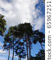 Tree and sky 65967251