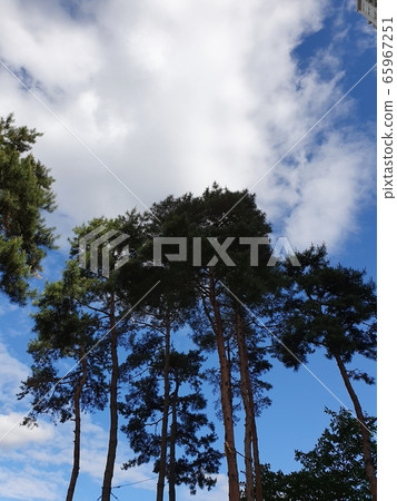 Tree and sky Tree and sky 65967251