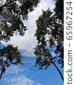 Tree and Sky 2 65967254